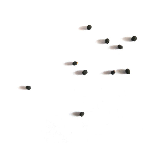 Echinocereus chloranthus SEEDS