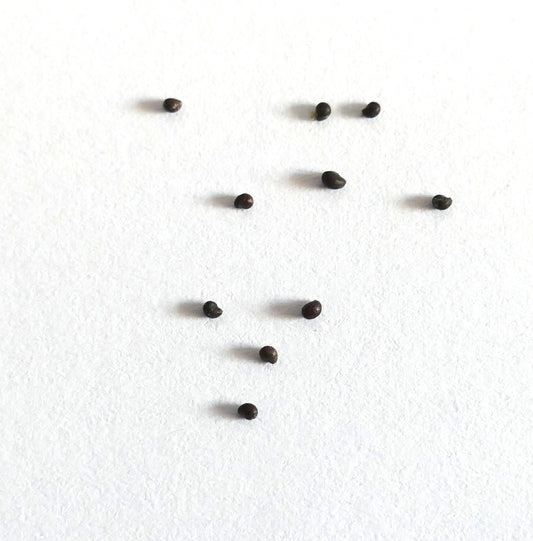 Mammillaria barbata SEEDS