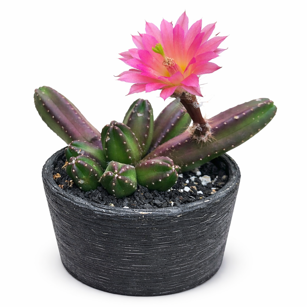 แคคตัสอีคิโนเซอเรียส คูคูมิส ต้นไม้เนื้อเยSucculent พร้อมดอกสีชมพูสดใสในกระถางสีดำมีลวดลายผิวสัมผัส