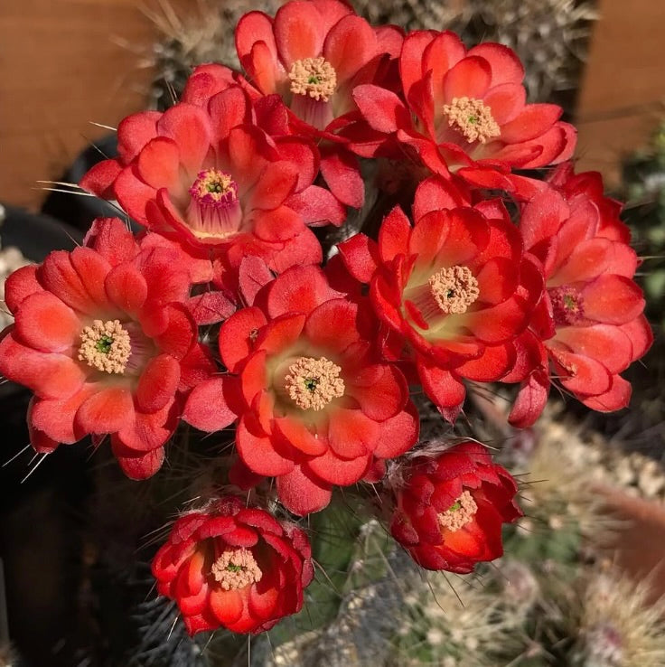 Echinocereus durangensis SEEDS