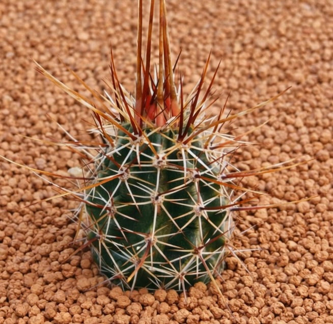 Echinocereus engelmannii var. variegatus piccolo cactus con lunghe spine rossastre e bianche su ghiaia