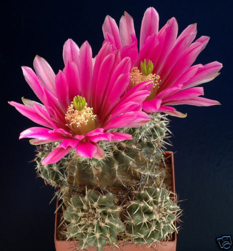 Cacto Echinocereus fendleri com flores rosa vibrantes e espinhos afiados em vaso