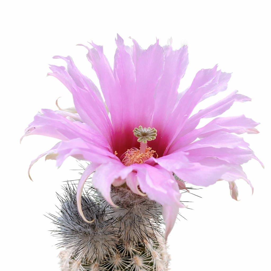 Echinocereus fitchii-kaktus med stor, delikat rosa blomst og tette torner, sukkulent-eksemplar