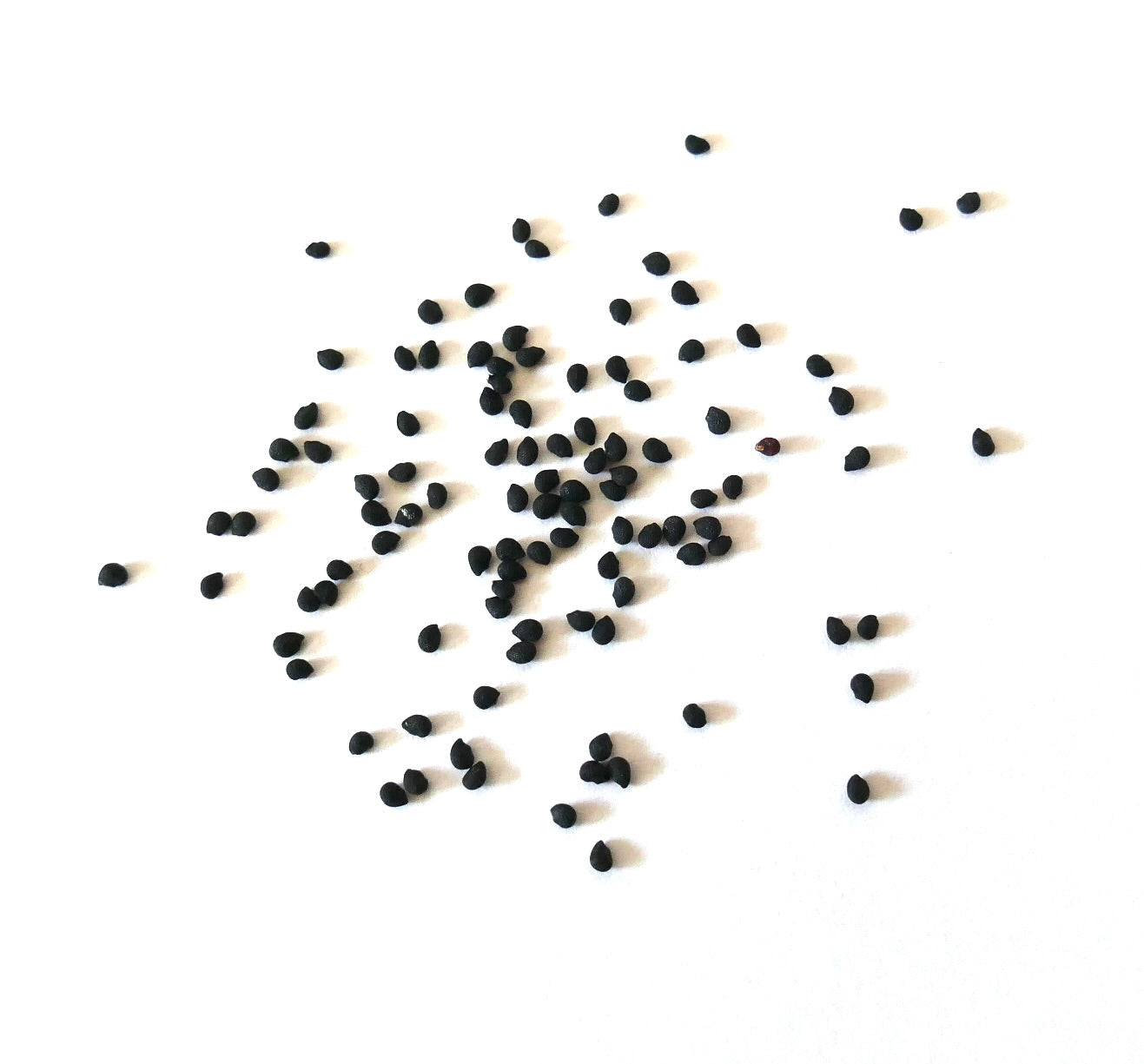 Graines de petit cactus noir Echinocereus freudenbergeri dispersées sur fond blanc