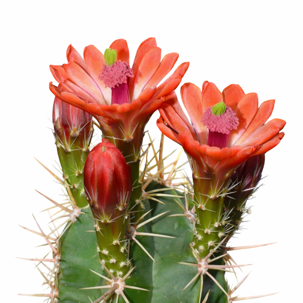 Cacto Echinocereus gentryi com flores vibrantes laranja-avermelhadas e espinhos afiados em close-up