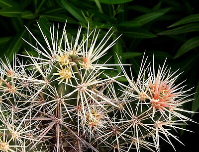 Cacto suculento Echinocereus hancockii com espinhos densos brancos e rosados em primeiro plano