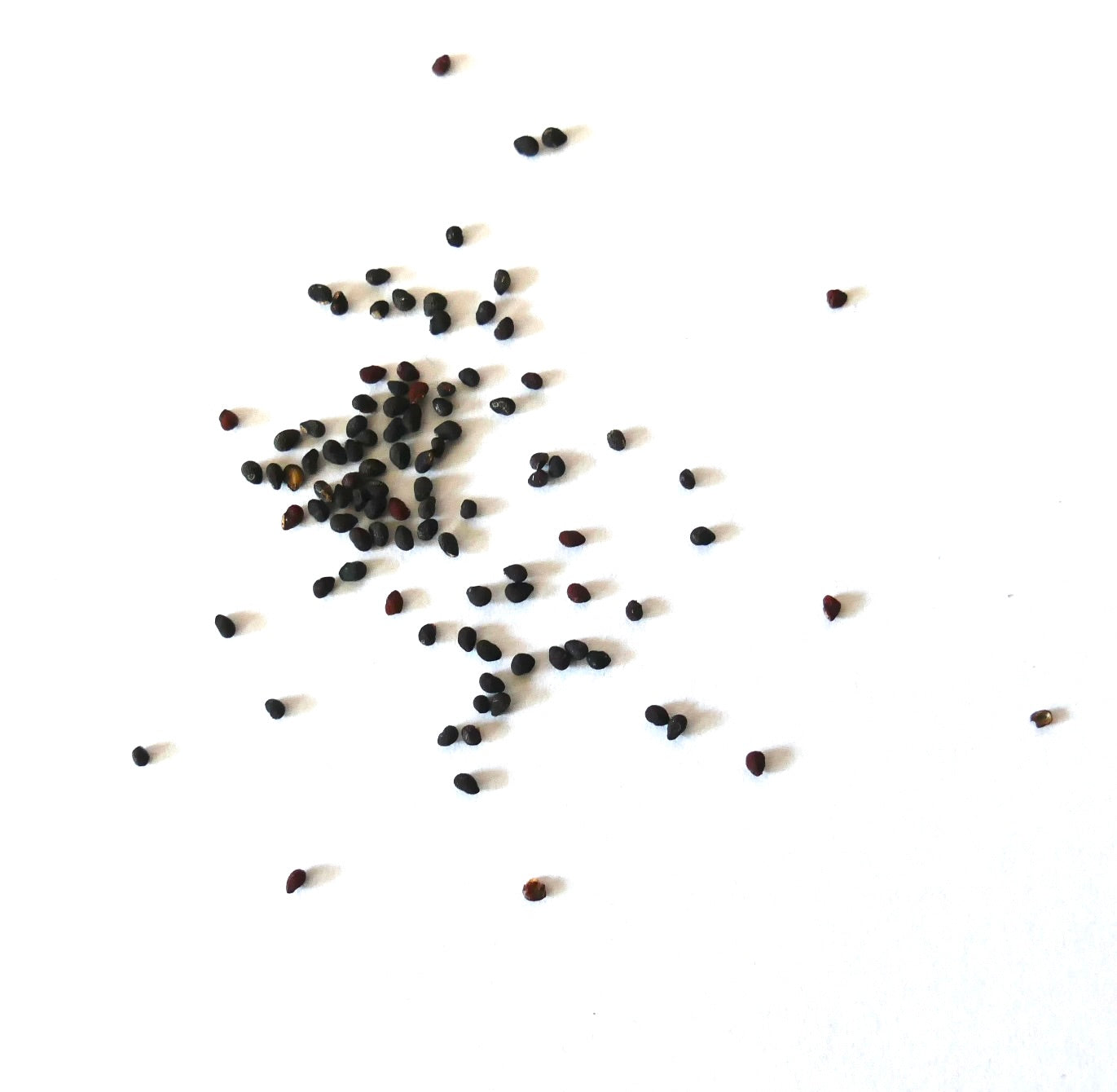 Echinocereus hancockii kleine dunkle Kaktussamen auf weißem Hintergrund verstreut