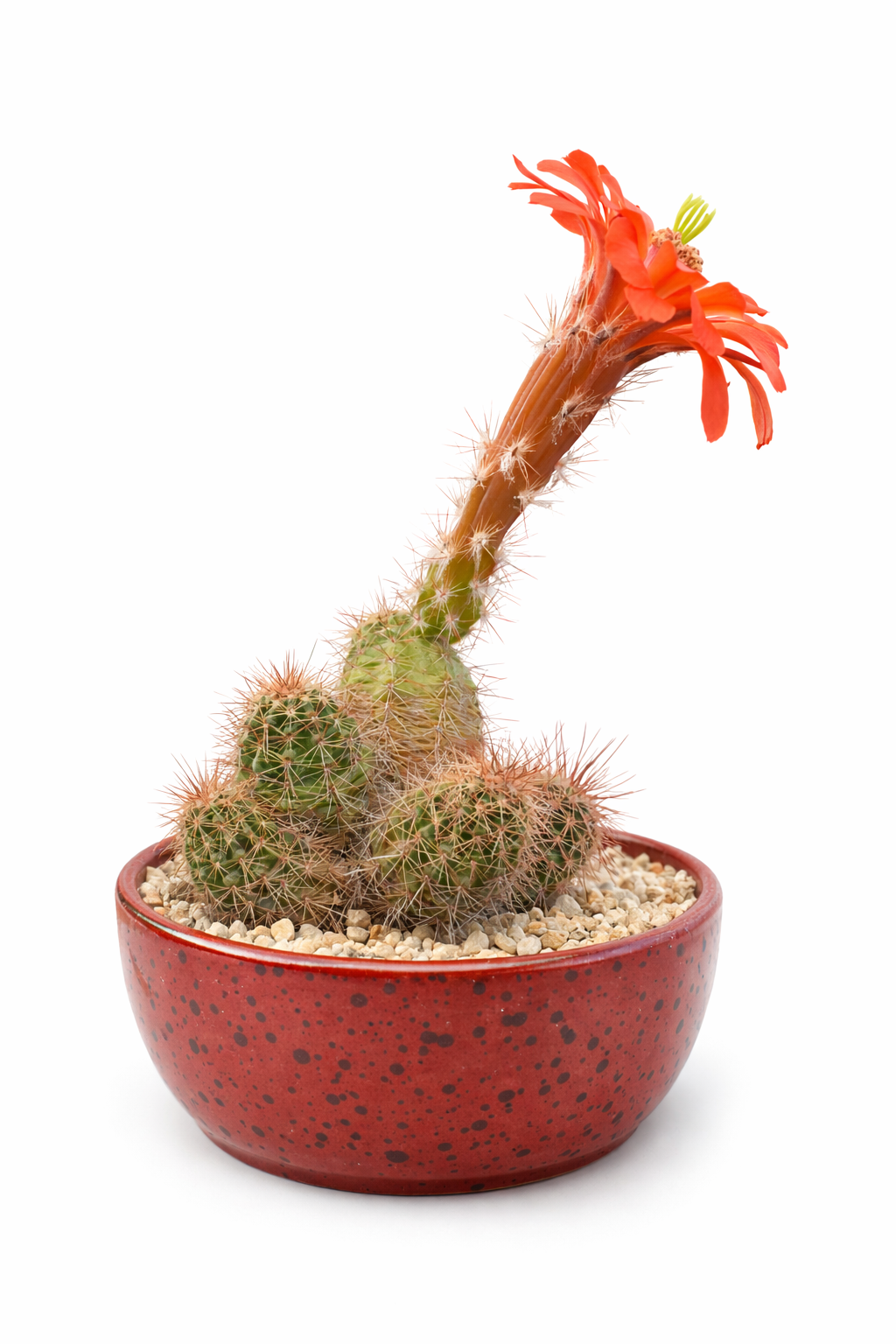 Echinocereus huitcholensis liten klynget kaktus med torner og livlig oransje blomst i rød potte