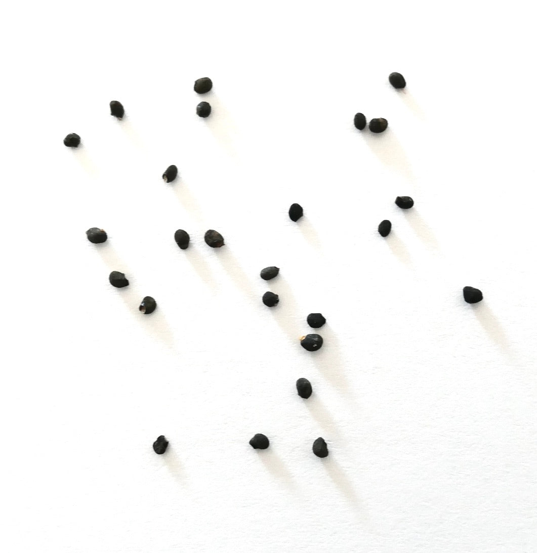 Graines d'Echinocereus knippelianus dispersées sur fond blanc pour la propagation des cactus