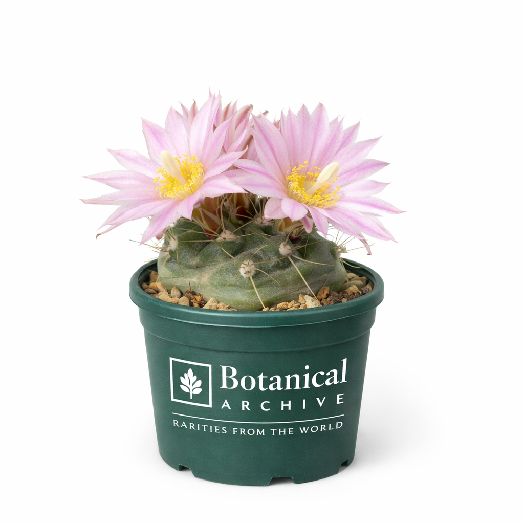Echinocereus knippelianus var. kruegeri liten grønn kaktus med delikate rosa blomster og lange torner
