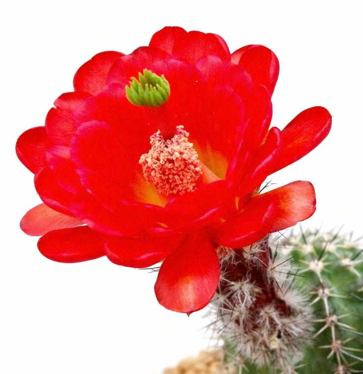 Echinocereus leeanus cactus met levendige rode bloem en stekelige groene stam