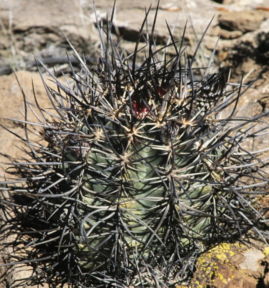 Cactus Echinocereus lindsayorum con densas espinas largas negras y cuerpo verde acanalado creciendo en suelo rocoso