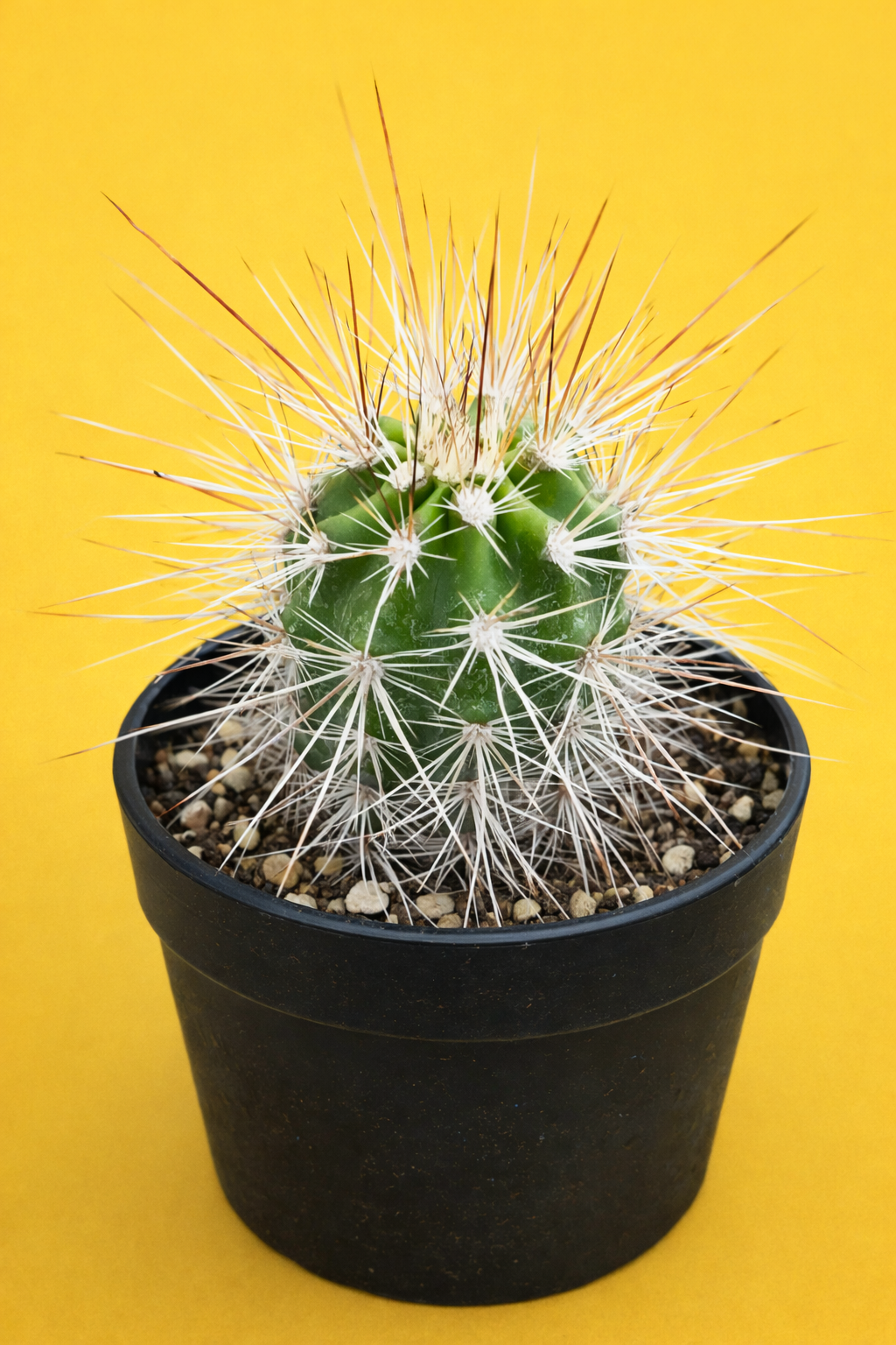 에키노세레우스 란우라엔시스 작은 초록 선인장, 긴 흰색과 갈색 가시, 검은 화분에 담김