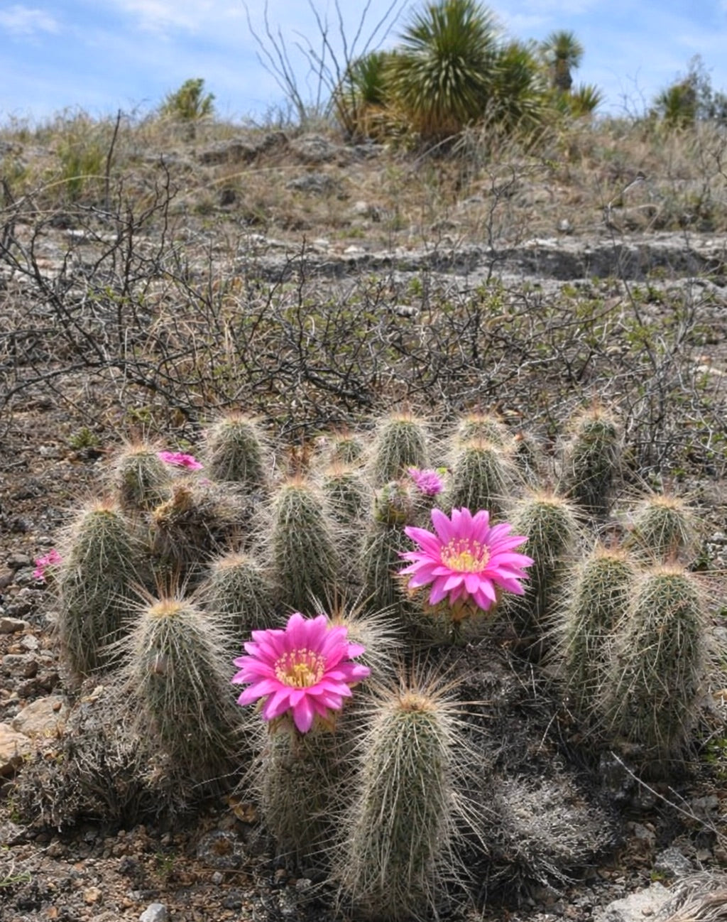 Echinocereus longisetus-kaktus med klynger av lyserosa blomster i naturlig ørkenhabitat
