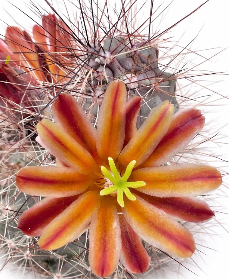 Echinocereus mapimiensis-kaktus med levende oransje og rødstripete blomst og skarpe torner