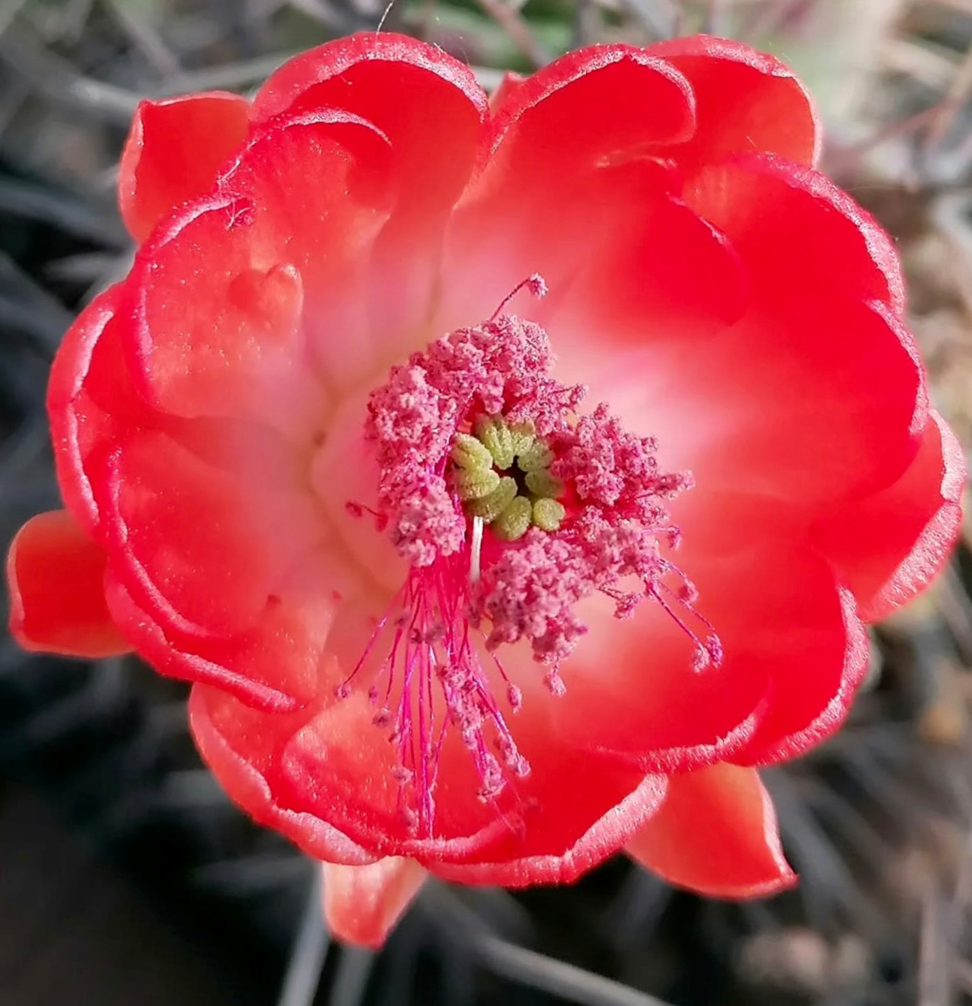 Echinocereus matudae (Buenaventura) SEEDS