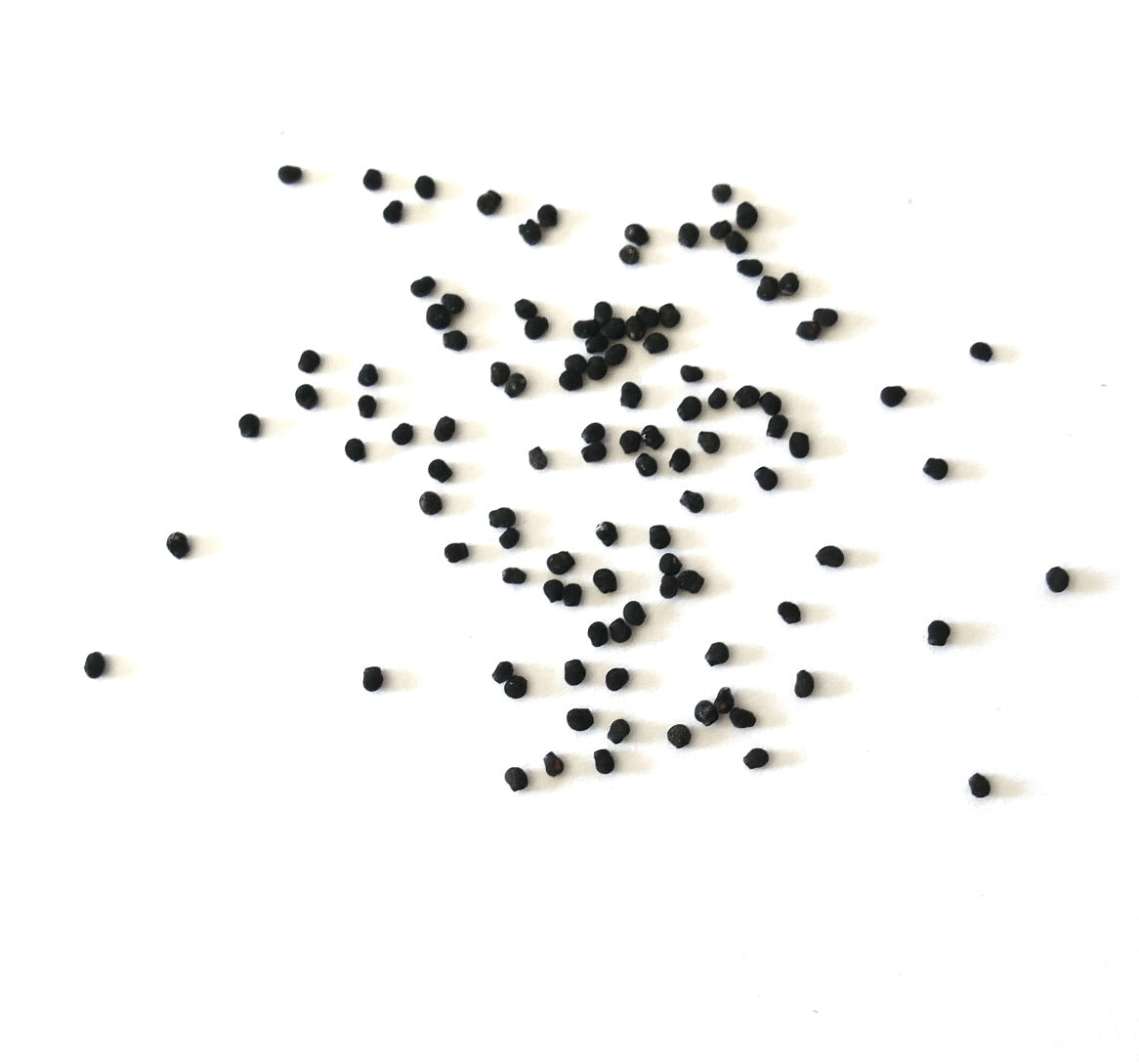 Echinocereus metorni cactus seeds scattered on white background