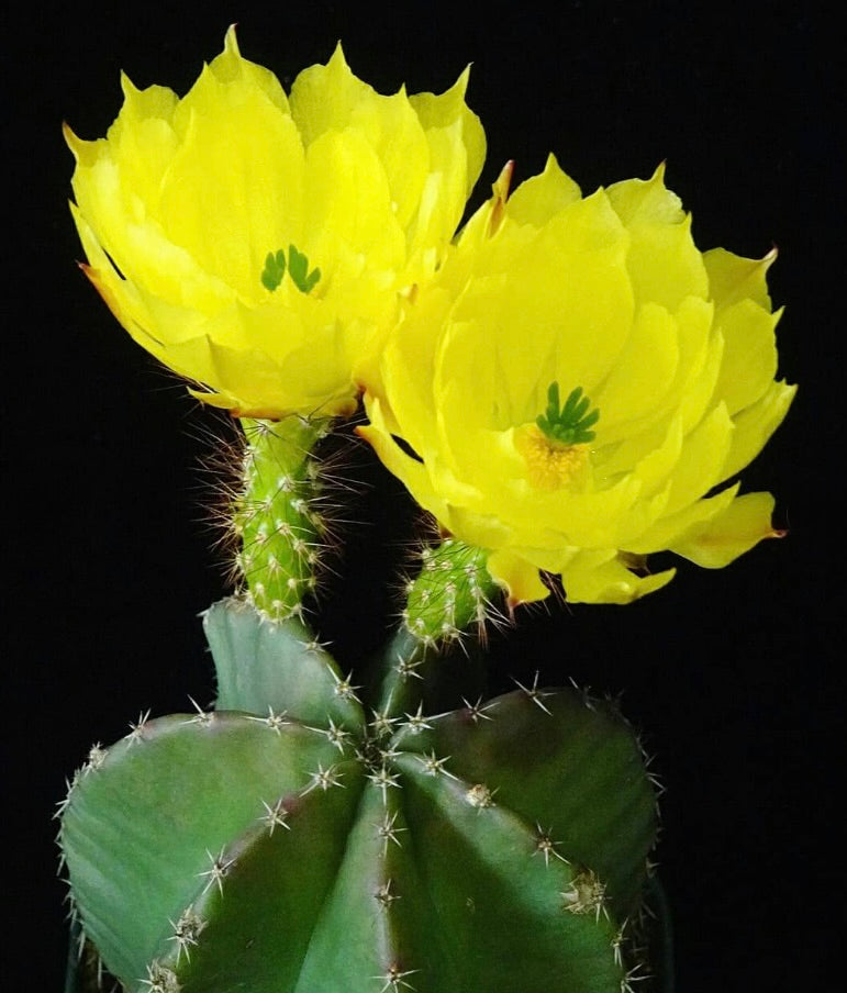 Echinocereus ochoterenae SEEDS