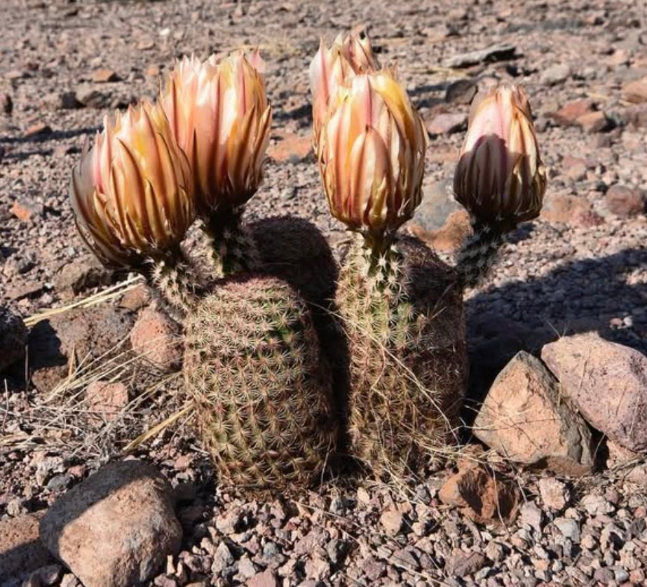 Echinocereus pectinatus (Cardona, Zacatecas) SEEDS