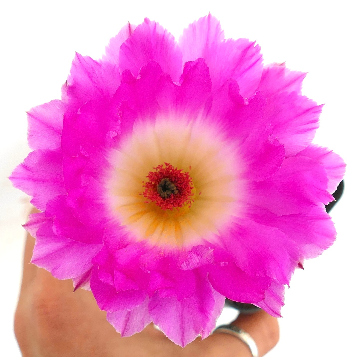 Echinocereus rigidissimus subs. rubispinus lebendige pinke Kaktusblüte mit filigranen Blütenblättern und gelbem Zentrum