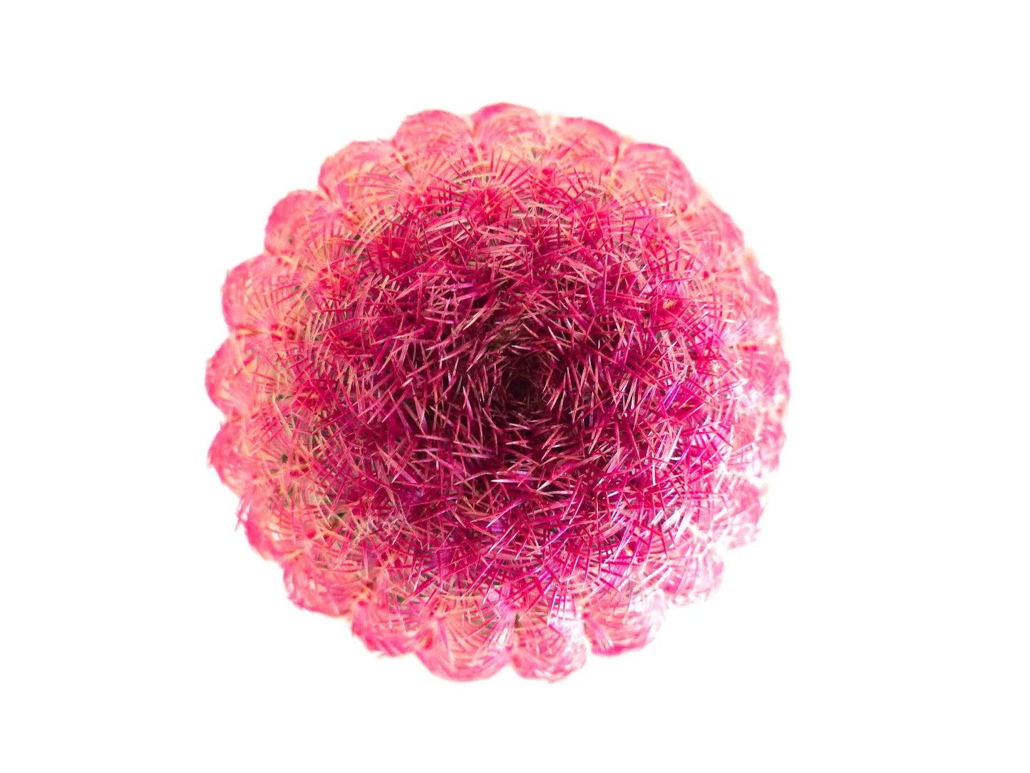 Echinocereus rigidissimus var. rubrispinus cactus color rosa vibrante con spine, vista dall'alto, esemplare succulento