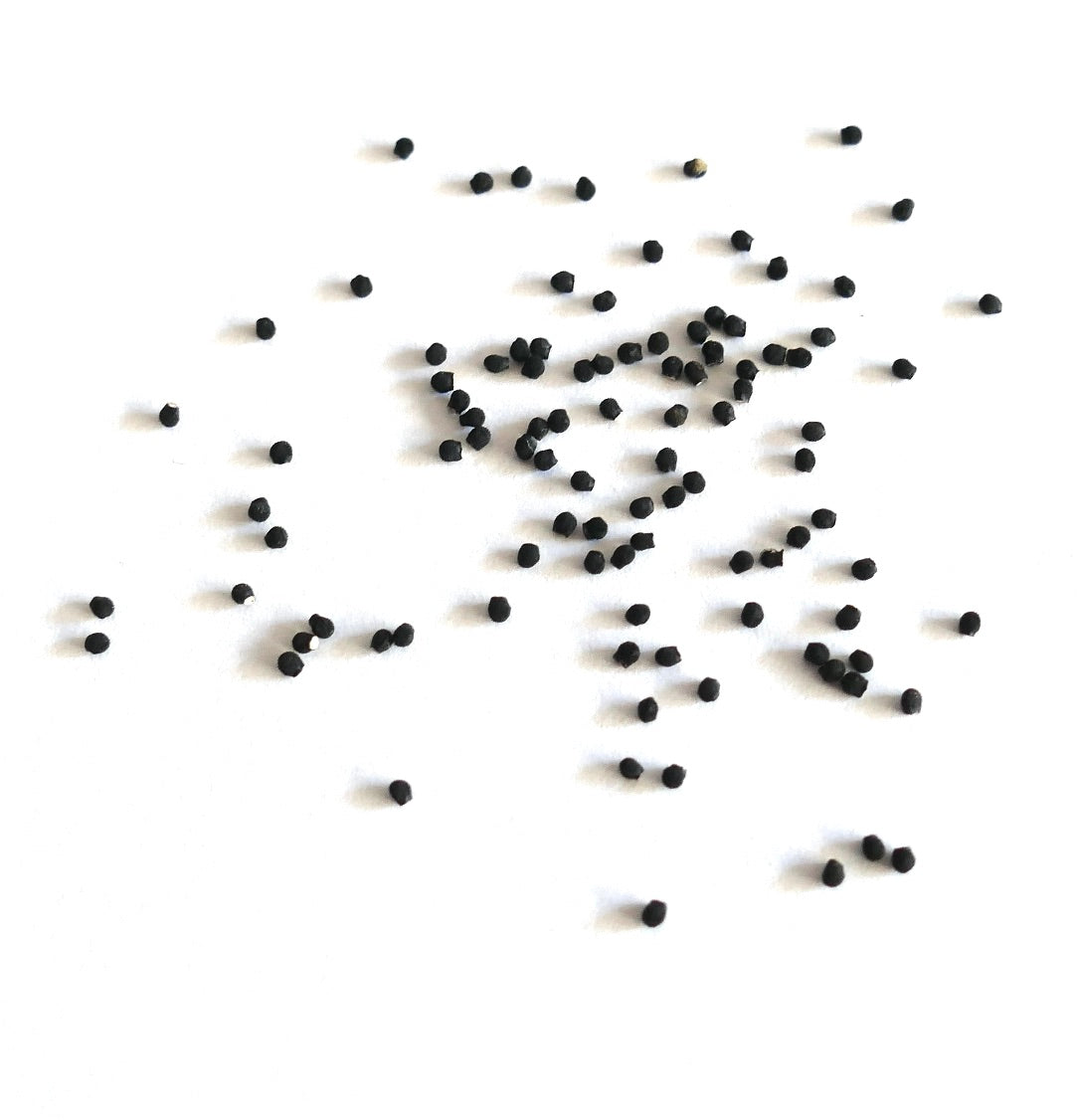 Echinocereus stoloniferus small black cactus seeds on white background