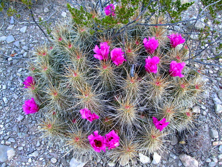Echinocereus stramineus cactus with dense spines and vibrant pink flowers in rocky terrain