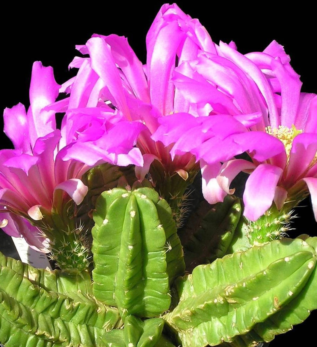 Cacto Echinocereus viereckii com flores grandes e brilhantes cor de rosa e caules verdes com costelas