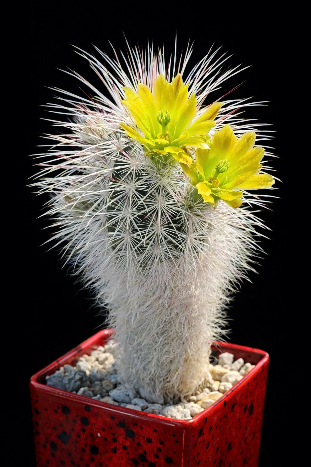 Echinocereus viridiflorus SEEDS