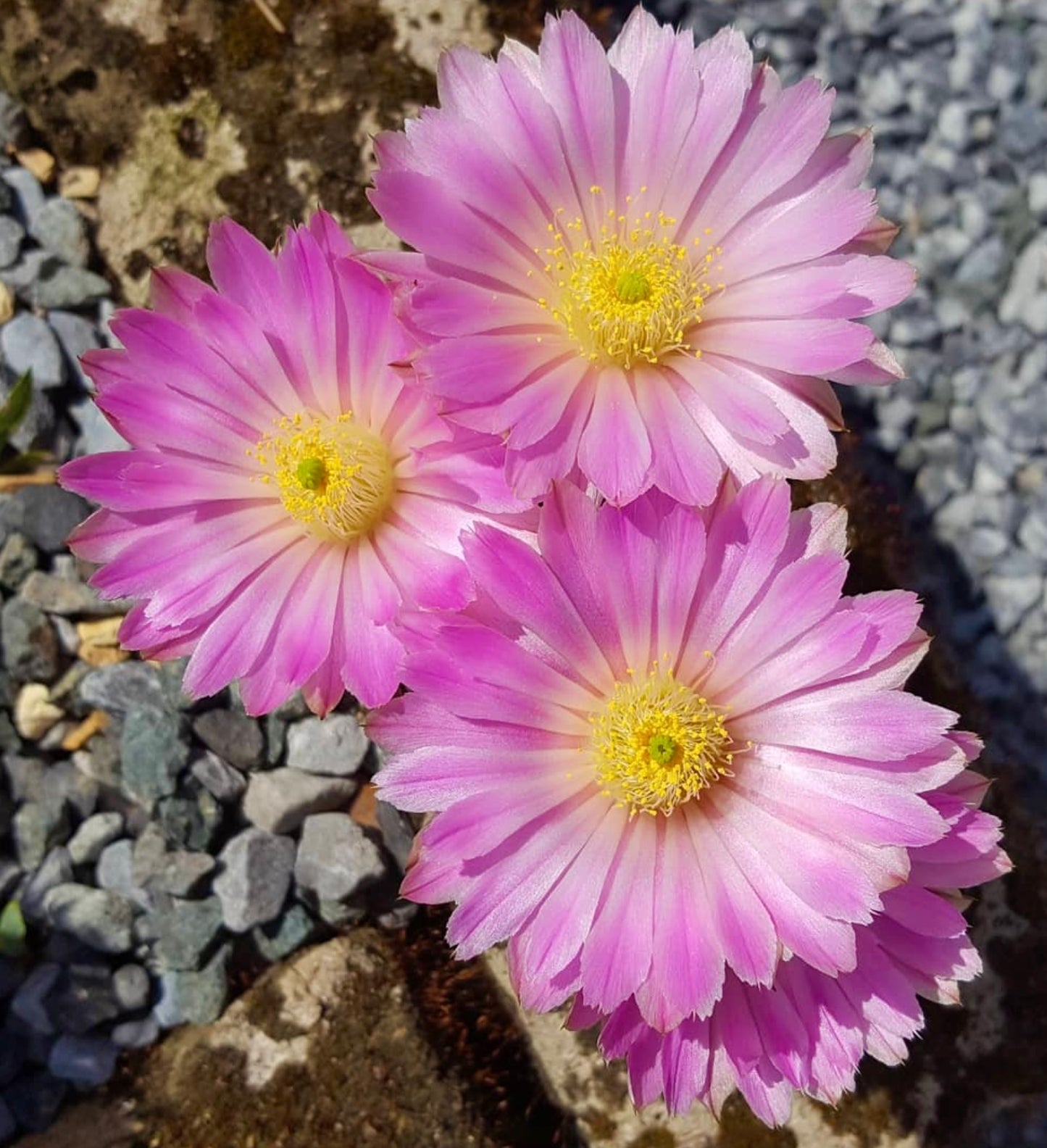 Echinocereus weinbergii SEEDS