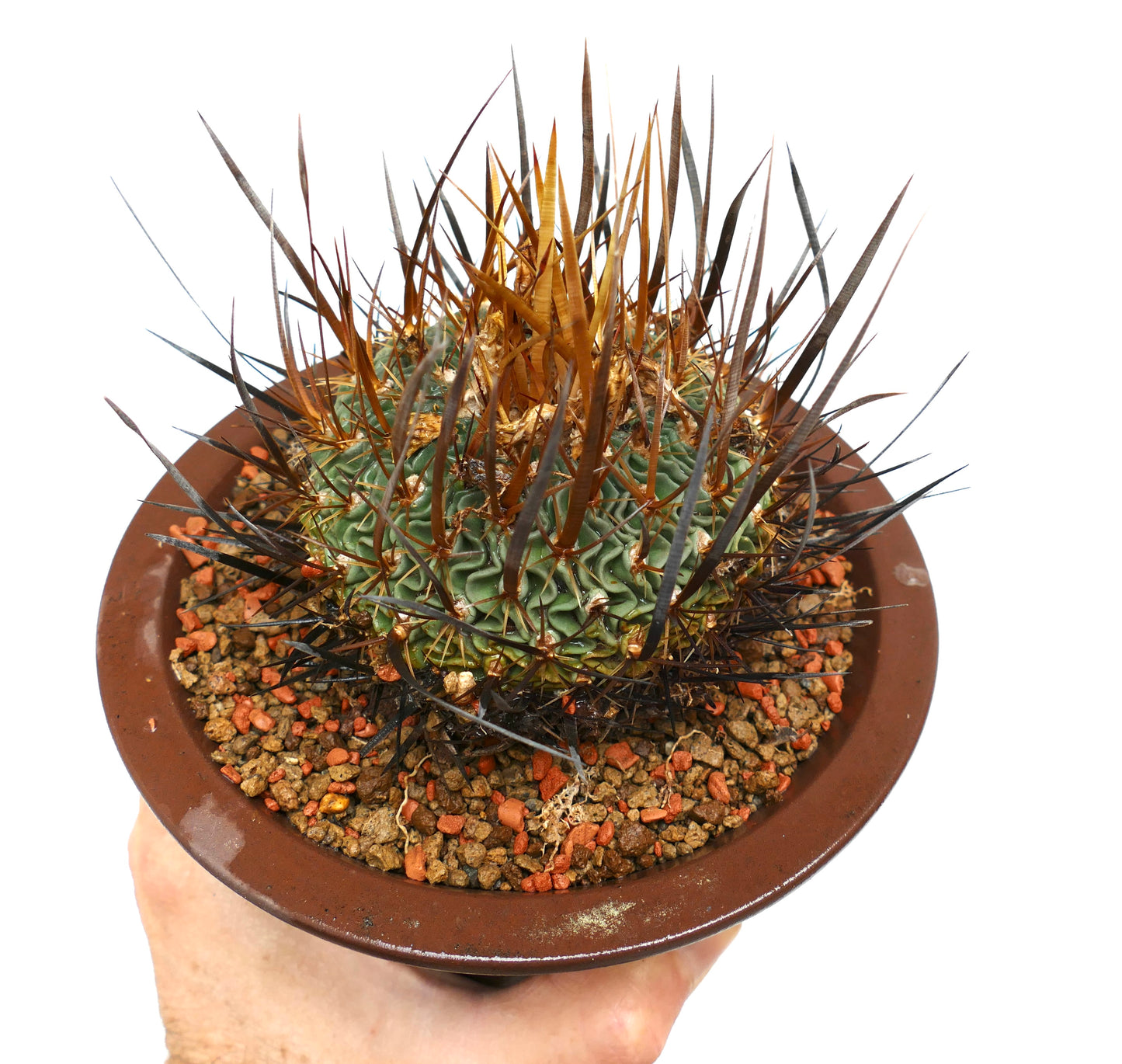 Echinofossulocactus pentacanthus cactus succulento con spine lunghe, affilate, marroni e nere in vaso