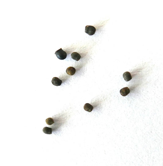 Echinopsis aurea R101 SEEDS