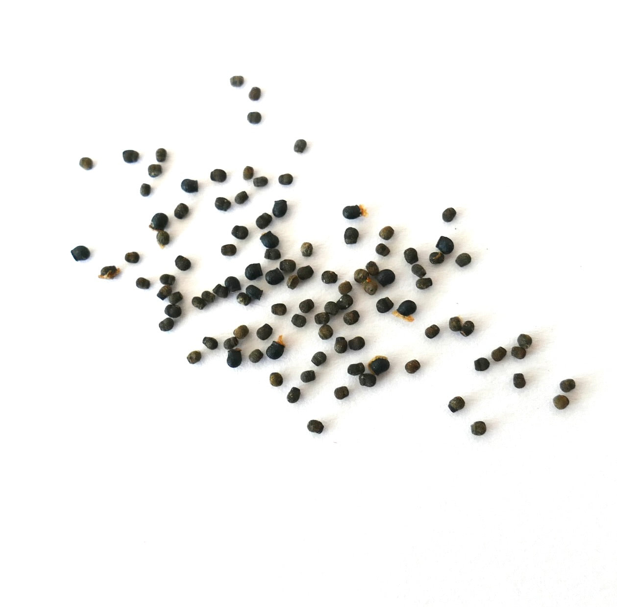 Echinopsis aurea små mørke kaktusfrø spredt på hvit bakgrunn