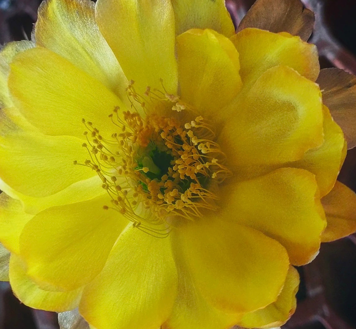 Echinopsis aurea var. fallax vibrant yellow cactus flower with delicate stamens close-up