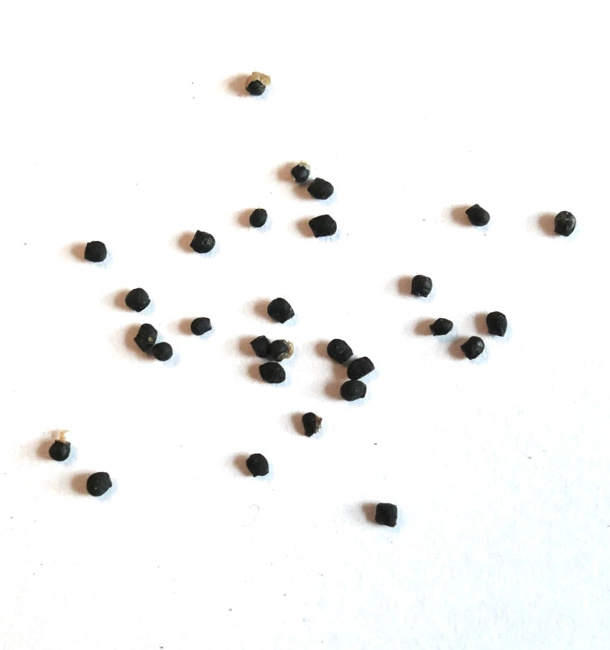 에키노프시스 카민에플로라 씨앗