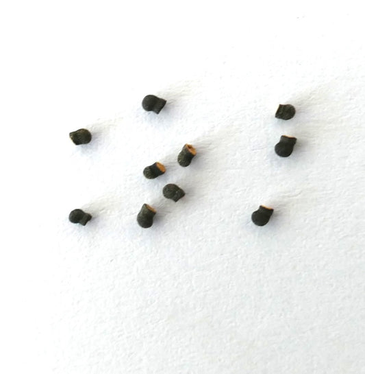 Echinopsis columnaris SEEDS
