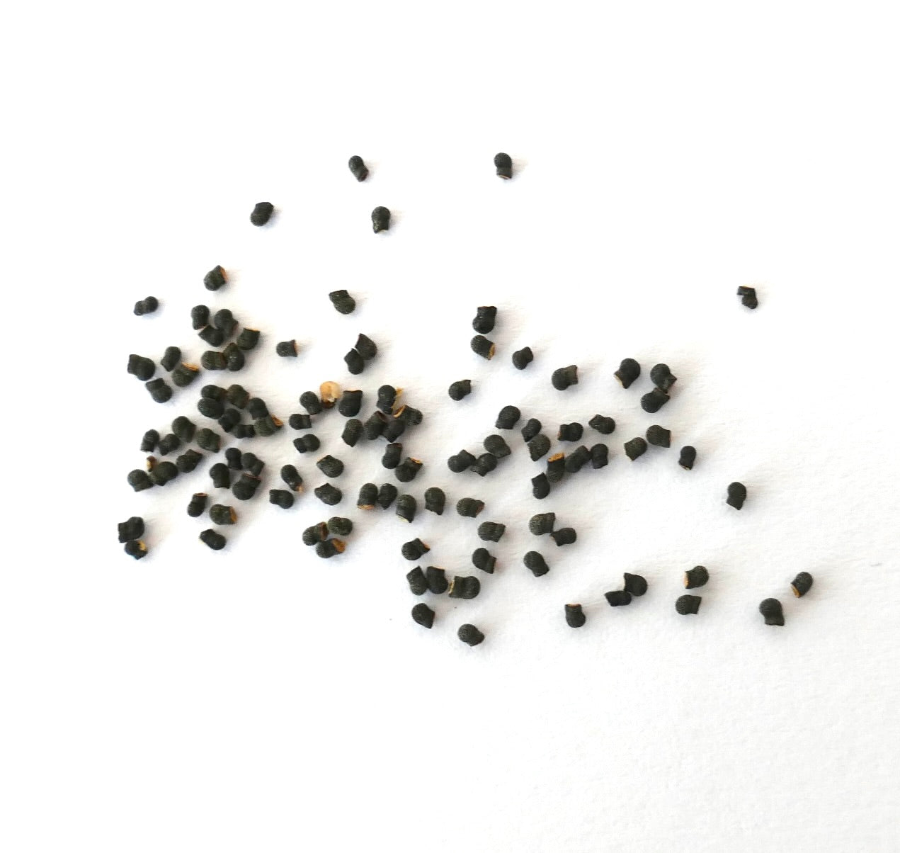 에키노프시스 콜루마리스 작은 검은 선인장 씨앗이 흰색 배경에 흩어져 있음