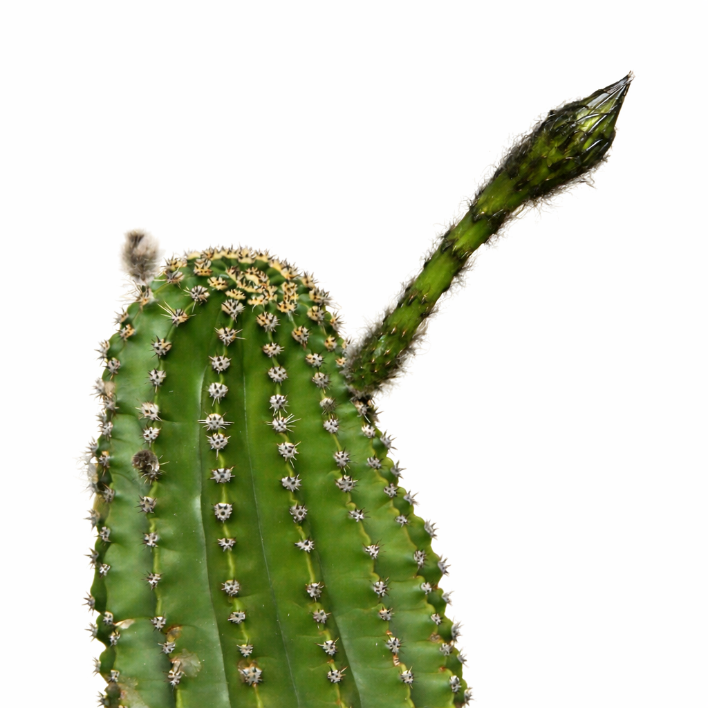 เมล็ดพันธุ์เอไคนอปซิส เอรีเซียอี