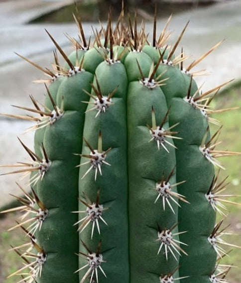 Echinopsis frankii green succulent cactus with prominent sharp brown spines close-up