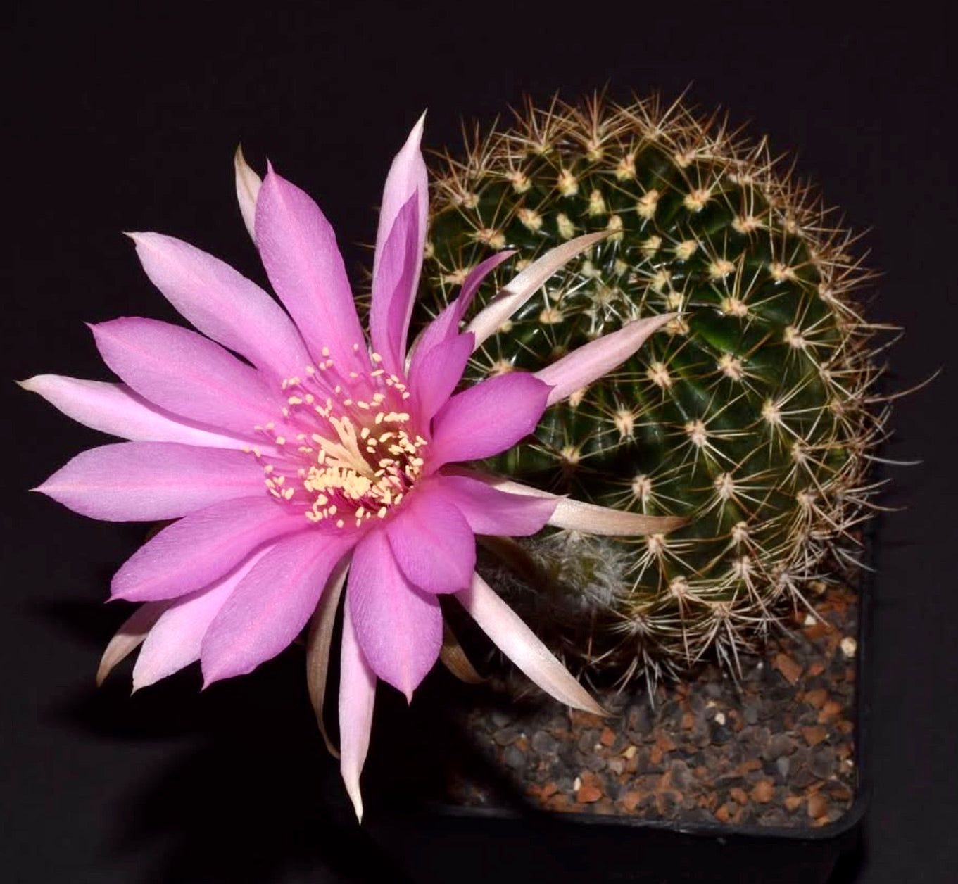 Echinopsis hamatacantha cactus with spiny green body and large pink flower in bloom