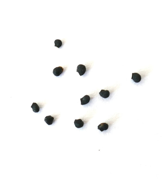 Echinopsis hamatacantha SEEDS