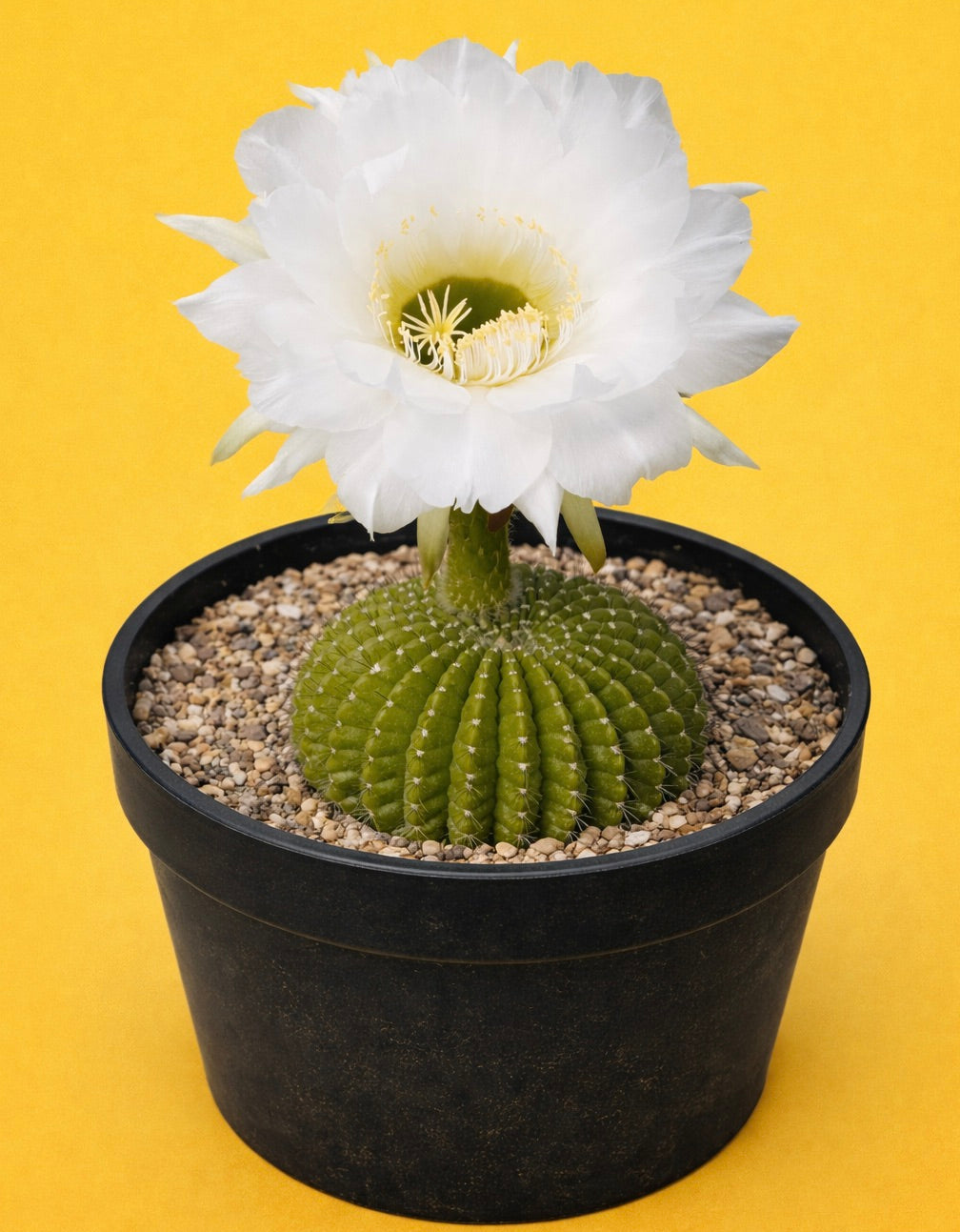 Cactus Echinopsis mamillosa con gran flor blanca y cuerpo verde acanalado en maceta