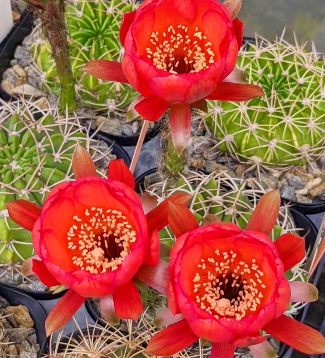 Cactus Echinopsis obrepanda con flores rojas vibrantes y tallos espinosos verdes en macetas
