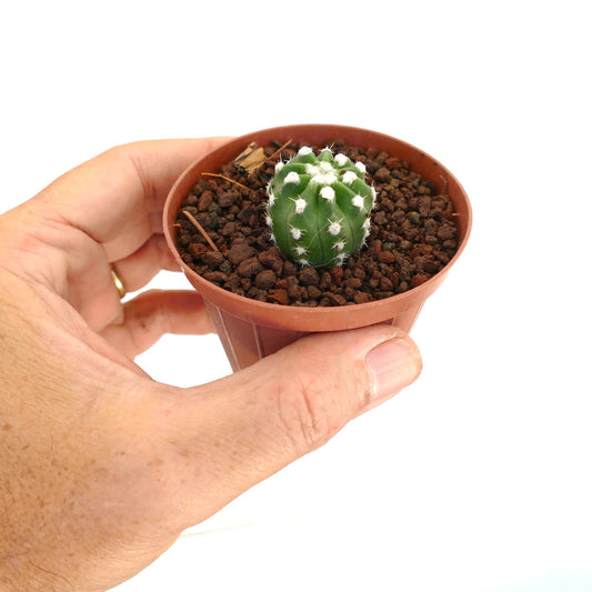 Echinopsis subdenudata small green cactus with white woolly areoles in pot held by hand