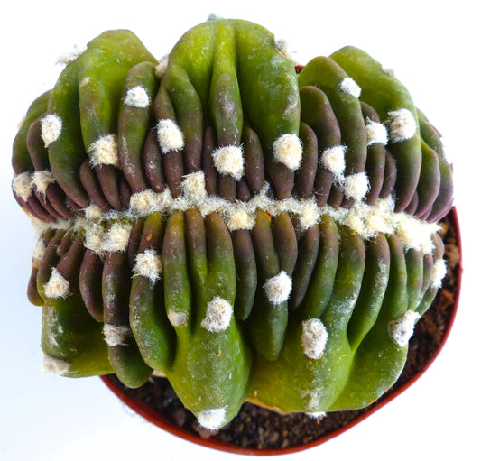 Echinopsis subdenudata crested succulent cactus with green and purple ribbed stems and white areoles