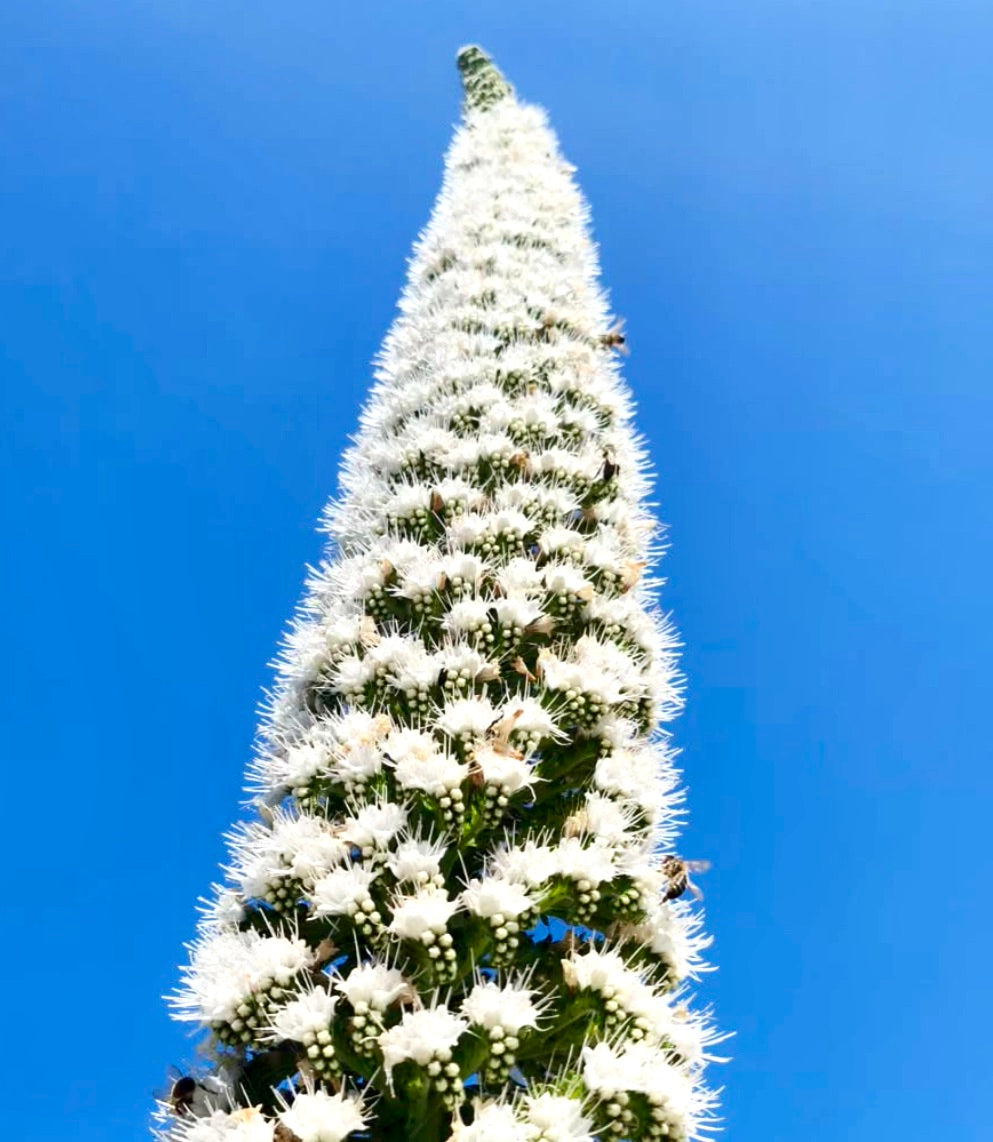 Echium simplex hoge bloeispies met dichte witte bloemen tegen een blauwe lucht