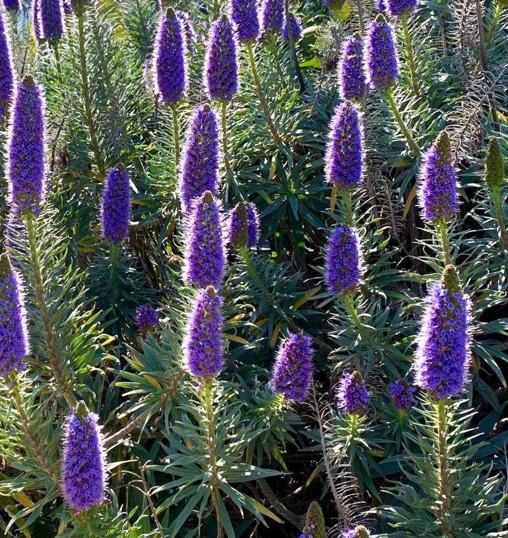 Echium webbii spighe alte con fiori viola vibranti e densi e foglie verdi a forma di lancia