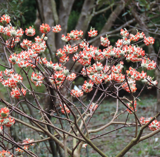 Edgeworthia chrysantha cv. "Red Dragon" shrub with clusters of red-tipped white tubular flowers