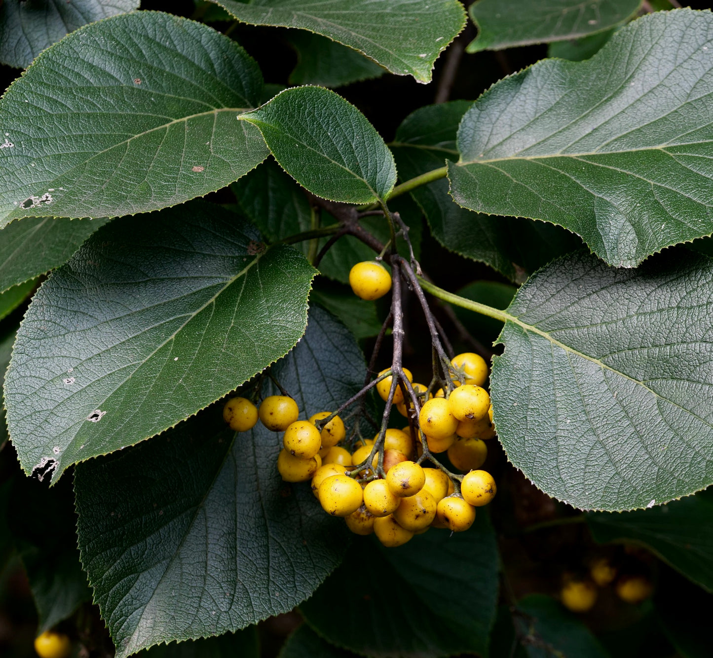 Ehretia dicksonii shrub with textured green leaves and clusters of bright yellow berries