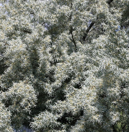 Elaeagnus angustifolia dense silvery foliage with narrow leaves and small yellow flowers